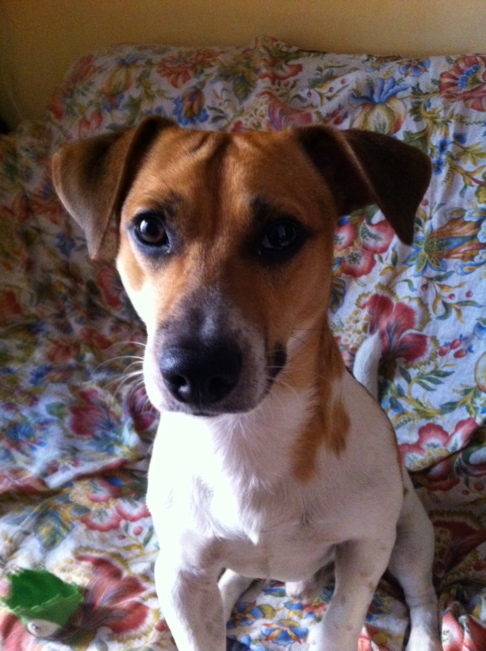 ETTORE (Fernanda) - 31/03/2012